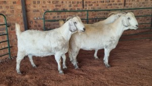 3X SAVANNA DOE JXR BOERDERY