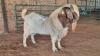 1X BOER GOAT BUCK JXR BOERDERY