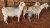 3X SAVANNA DOE JXR BOERDERY