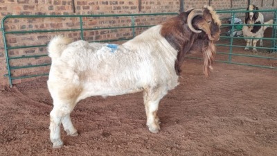 1X BOER GOAT BUCK JXR BOERDERY