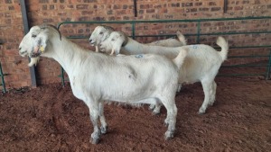 3X SAVANNA DOE JXR BOERDERY