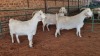 3X SAVANNA DOE JXR BOERDERY