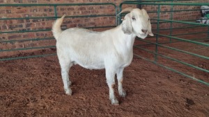 1X SAVANNA DOE JXR BOERDERY