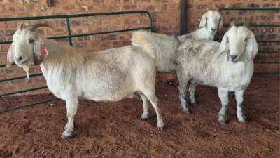 3X SAVANNA DOE JXR BOERDERY