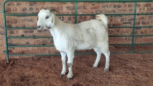 1X SAVANNA DOE JXR BOERDERY