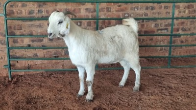 1X SAVANNA DOE JXR BOERDERY