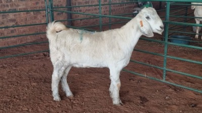 1X SAVANNA DOE JXR BOERDERY