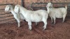 3X SAVANNA DOE JXR BOERDERY