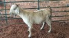 1X SAVANNA DOE JXR BOERDERY