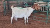 1X SAVANNA BUCK JXR BOERDERY