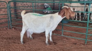 1X SAVANNA BUCK JXR BOERDERY