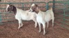 1X BOER GOAT DOE HJ DE KOCK BOERDERY