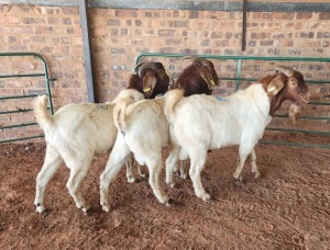 3X BOER GOAT BUCK HJ DE KOCK BOERDERY