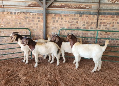 4X BOER GOAT DOE HJ DE KOCK BOERDERY