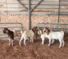 4X BOER GOAT BUCK HJ DE KOCK BOERDERY