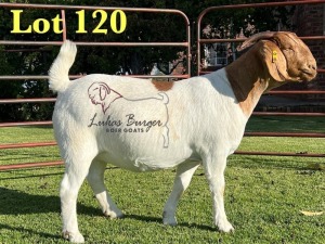 1X BOERGOAT PREGNANT FLOCK 10-175 SP DOE LUKAS BURGER BOERBOK STOET