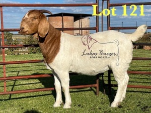 1X BOERGOAT STUD 10-186 SP DOE LUKAS BURGER BOERBOK STOET