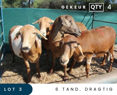 4X MEATMASTER INSPECTED EWE MAROELASFONTEIN BOERDERY (PAY PER ANIMAL TO TAKE ALL)