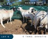 3X MEATMASTER INSPECTED EWE MAROELASFONTEIN BOERDERY (PAY PER ANIMAL TO TAKE ALL)