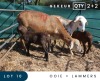 2+2X MEATMASTER INSPECTED EWE MAROELASFONTEIN BOERDERY (PAY PER ANIMAL TO TAKE ALL)