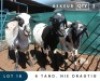 3X MEATMASTER INSPECTED EWE MAROELASFONTEIN BOERDERY (PAY PER ANIMAL TO TAKE ALL)