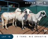 5X MEATMASTER INSPECTED EWE MAROELASFONTEIN BOERDERY (PAY PER ANIMAL TO TAKE ALL)