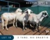5X MEATMASTER INSPECTED EWE MAROELASFONTEIN BOERDERY (PAY PER ANIMAL TO TAKE ALL)