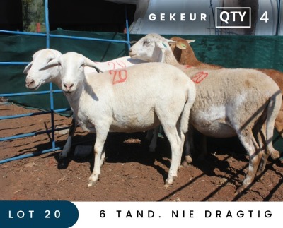 4X MEATMASTER INSPECTED EWE MAROELASFONTEIN BOERDERY (PAY PER ANIMAL TO TAKE ALL)