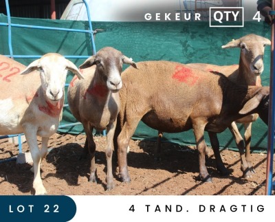 4X MEATMASTER INSPECTED EWE MAROELASFONTEIN BOERDERY (PAY PER ANIMAL TO TAKE ALL)