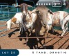 4X MEATMASTER INSPECTED EWE MAROELASFONTEIN BOERDERY (PAY PER ANIMAL TO TAKE ALL)