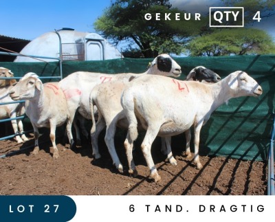 4X MEATMASTER INSPECTED EWE MAROELASFONTEIN BOERDERY (PAY PER ANIMAL TO TAKE ALL)