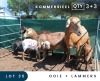 3+3X MEATMASTER COMMERCIAL EWE MAROELASFONTEIN BOERDERY (PAY PER ANIMAL TO TAKE ALL)