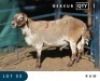 1X MEATMASTER INSPECTED RAM MAROELASFONTEIN BOERDERY