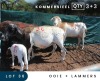 3+3X MEATMASTER COMMERCIAL EWE MAROELASFONTEIN BOERDERY (PAY PER ANIMAL TO TAKE ALL)