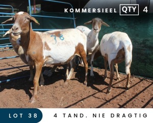 4X MEATMASTER COMMERCIAL EWE MAROELASFONTEIN BOERDERY (PAY PER ANIMAL TO TAKE ALL)