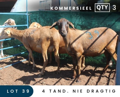 3X MEATMASTER COMMERCIAL EWE MAROELASFONTEIN BOERDERY (PAY PER ANIMAL TO TAKE ALL)