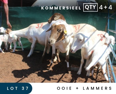 4+4X MEATMASTER COMMERCIAL EWE MAROELASFONTEIN BOERDERY (PAY PER ANIMAL TO TAKE ALL)