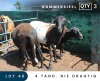 3X MEATMASTER COMMERCIAL EWE MAROELASFONTEIN BOERDERY (PAY PER ANIMAL TO TAKE ALL)