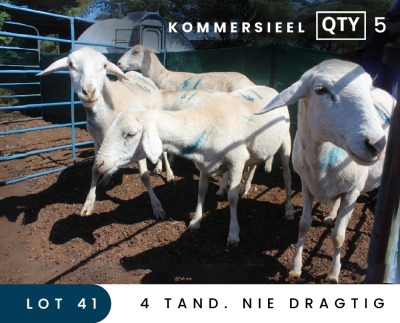 5X MEATMASTER COMMERCIAL EWE MAROELASFONTEIN BOERDERY (PAY PER ANIMAL TO TAKE ALL)