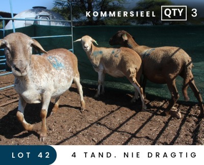 3X MEATMASTER COMMERCIAL EWE MAROELASFONTEIN BOERDERY (PAY PER ANIMAL TO TAKE ALL)