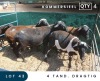 4X MEATMASTER COMMERCIAL EWE MAROELASFONTEIN BOERDERY (PAY PER ANIMAL TO TAKE ALL)