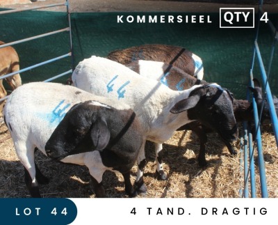 4X MEATMASTER COMMERCIAL EWE MAROELASFONTEIN BOERDERY (PAY PER ANIMAL TO TAKE ALL)