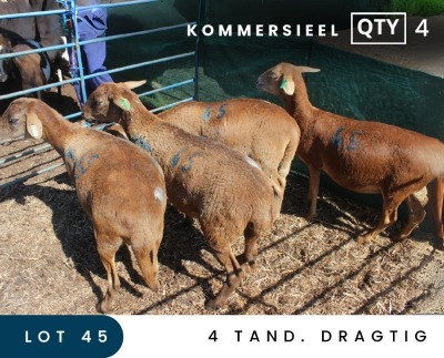 4X MEATMASTER COMMERCIAL EWE MAROELASFONTEIN BOERDERY (PAY PER ANIMAL TO TAKE ALL)