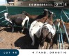 4X MEATMASTER COMMERCIAL EWE MAROELASFONTEIN BOERDERY (PAY PER ANIMAL TO TAKE ALL)