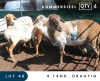 4X MEATMASTER COMMERCIAL EWE MAROELASFONTEIN BOERDERY (PAY PER ANIMAL TO TAKE ALL)