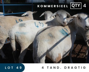 4X MEATMASTER COMMERCIAL EWE MAROELASFONTEIN BOERDERY (PAY PER ANIMAL TO TAKE ALL)