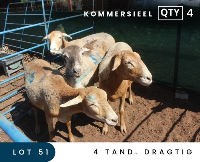 4X MEATMASTER COMMERCIAL EWE MAROELASFONTEIN BOERDERY (PAY PER ANIMAL TO TAKE ALL)