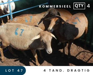 4X MEATMASTER COMMERCIAL EWE MAROELASFONTEIN BOERDERY (PAY PER ANIMAL TO TAKE ALL)