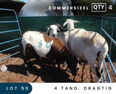 4X MEATMASTER COMMERCIAL EWE MAROELASFONTEIN BOERDERY (PAY PER ANIMAL TO TAKE ALL)