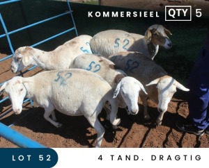 5X MEATMASTER COMMERCIAL EWE MAROELASFONTEIN BOERDERY (PAY PER ANIMAL TO TAKE ALL)